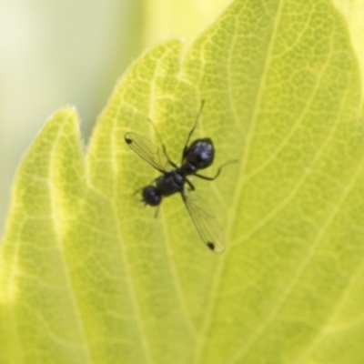 Sepsidae (family) (Ant fly) at Higgins, ACT - 28 Sep 2020 by AlisonMilton