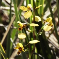 Diuris nigromontana (Black Mountain Leopard Orchid) at Aranda Bushland - 1 Oct 2020 by KMcCue