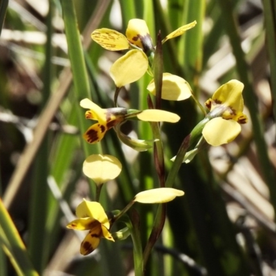 Diuris nigromontana (Black Mountain Leopard Orchid) at Aranda Bushland - 1 Oct 2020 by KMcCue