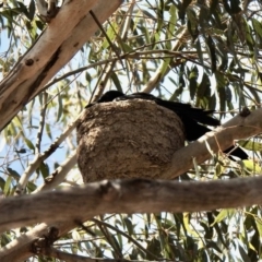 Corcorax melanorhamphos (White-winged Chough) at Aranda Bushland - 1 Oct 2020 by KMcCue