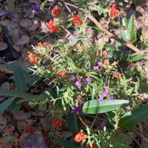 Grevillea alpina at Holt, ACT - 1 Oct 2020