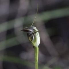 Pterostylis pedunculata (Maroonhood) at Hawker, ACT - 29 Sep 2020 by AlisonMilton