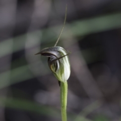 Pterostylis pedunculata (Maroonhood) at The Pinnacle - 28 Sep 2020 by Alison Milton