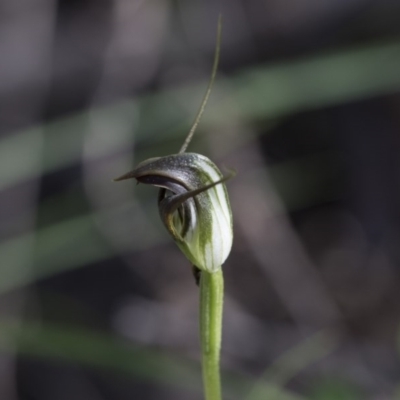 Pterostylis pedunculata (Maroonhood) at Hawker, ACT - 28 Sep 2020 by Alison Milton