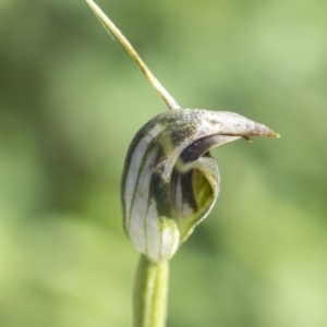 Pterostylis pedunculata at Hawker, ACT - 29 Sep 2020