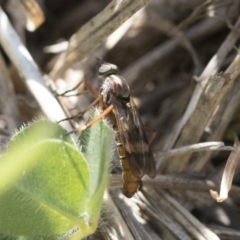 Therevidae (family) (Unidentified stiletto fly) at The Pinnacle - 29 Sep 2020 by AlisonMilton