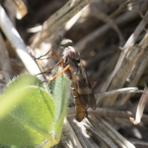 Therevidae (family) at Holt, ACT - 29 Sep 2020