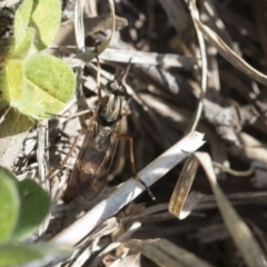 Therevidae (family) at Holt, ACT - 29 Sep 2020