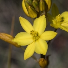 Bulbine bulbosa (Golden Lily) at Holt, ACT - 29 Sep 2020 by AlisonMilton