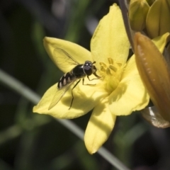 Melangyna sp. (genus) (Hover Fly) at Holt, ACT - 29 Sep 2020 by AlisonMilton