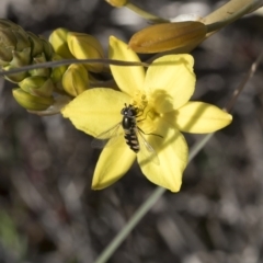 Melangyna sp. (genus) at Holt, ACT - 29 Sep 2020
