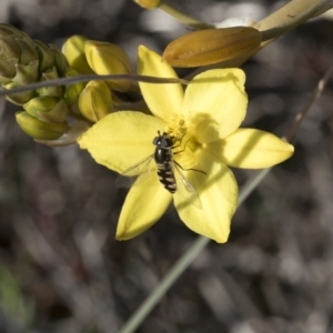 Melangyna sp. (genus) at Holt, ACT - 29 Sep 2020
