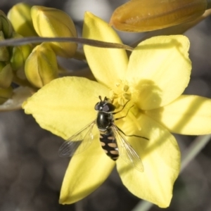 Melangyna sp. (genus) at Holt, ACT - 29 Sep 2020