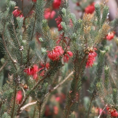 Calothamnus sp. (One-sided Bottlebrush) at Wodonga - 1 Oct 2020 by KylieWaldon