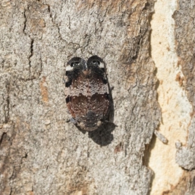 Platybrachys decemmacula (Green-faced gum hopper) at The Pinnacle - 29 Sep 2020 by AlisonMilton