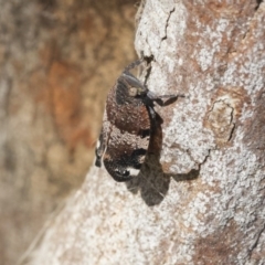 Platybrachys decemmacula at Holt, ACT - 29 Sep 2020 01:50 PM