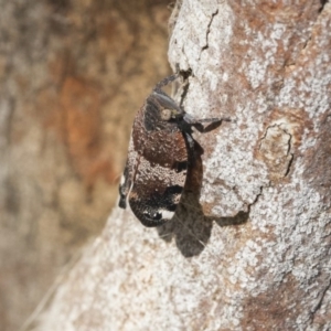 Platybrachys decemmacula at Holt, ACT - 29 Sep 2020 01:50 PM