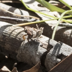 Platybrachys decemmacula (Green-faced gum hopper) at The Pinnacle - 29 Sep 2020 by AlisonMilton