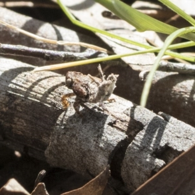 Platybrachys decemmacula (Green-faced gum hopper) at The Pinnacle - 29 Sep 2020 by AlisonMilton