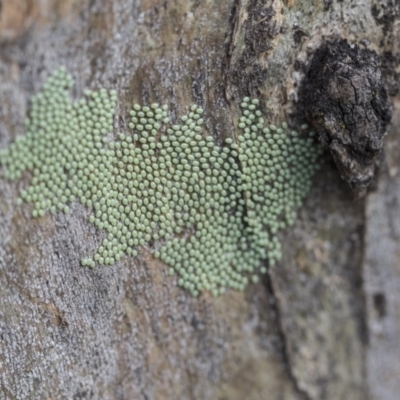 Unverified Insect at Holt, ACT - 29 Sep 2020 by AlisonMilton