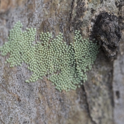 Unidentified Insect at Holt, ACT - 29 Sep 2020 by AlisonMilton