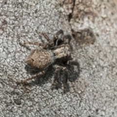 Servaea sp. (genus) (Unidentified Servaea jumping spider) at Holt, ACT - 29 Sep 2020 by AlisonMilton