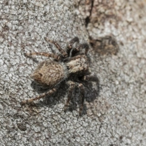 Servaea sp. (genus) at Holt, ACT - 29 Sep 2020 01:56 PM