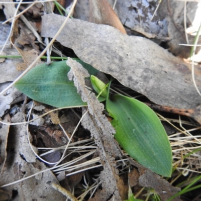 Chiloglottis valida (Large Bird Orchid) at Cotter River, ACT - 2 Oct 2020 by Liam.m
