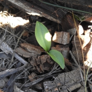 Chiloglottis valida at Cotter River, ACT - 2 Oct 2020