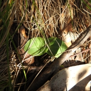 Chiloglottis valida at Cotter River, ACT - 2 Oct 2020