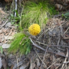 Craspedia aurantia var. jamesii (Large Alpine Buttons) at Cotter River, ACT - 2 Oct 2020 by Liam.m