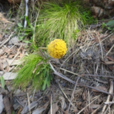 Craspedia aurantia var. jamesii (Large Alpine Buttons) at Cotter River, ACT - 2 Oct 2020 by Liam.m