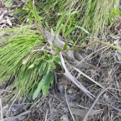 Craspedia aurantia var. jamesii at Cotter River, ACT - suppressed