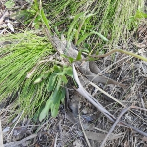 Craspedia aurantia var. jamesii at Cotter River, ACT - 2 Oct 2020