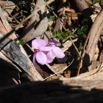 Tetratheca bauerifolia (Heath Pink-bells) at Cotter River, ACT - 2 Oct 2020 by Liam.m