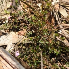 Tetratheca bauerifolia at Cotter River, ACT - 2 Oct 2020 11:34 AM