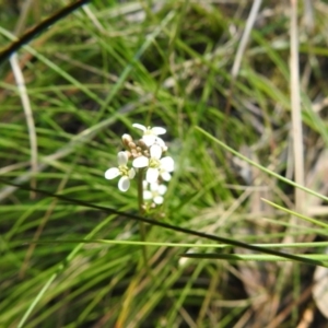 Cardamine sp. at Cotter River, ACT - 2 Oct 2020