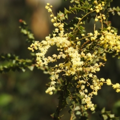 Acacia pravissima (Wedge-leaved Wattle, Ovens Wattle) at Namadgi National Park - 2 Oct 2020 by Liam.m