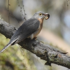 Cacomantis flabelliformis (Fan-tailed Cuckoo) at Namadgi National Park - 2 Oct 2020 by Liam.m