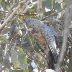 Callocephalon fimbriatum (Gang-gang Cockatoo) at Cotter River, ACT - 2 Oct 2020 by Liam.m