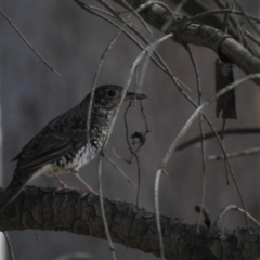 Zoothera lunulata (Bassian Thrush) at Cotter River, ACT - 2 Oct 2020 by Liam.m