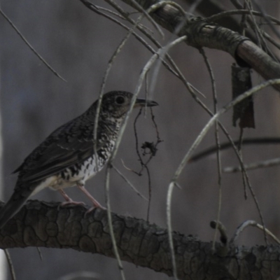 Zoothera lunulata (Bassian Thrush) at Cotter River, ACT - 2 Oct 2020 by Liam.m