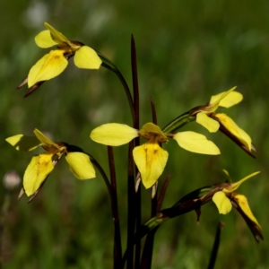 Diuris amabilis at Kaleen, ACT - 2 Oct 2020