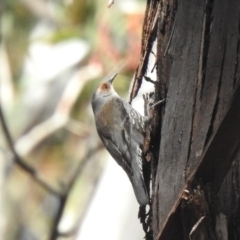 Climacteris erythrops (Red-browed Treecreeper) at Cotter River, ACT - 2 Oct 2020 by Liam.m