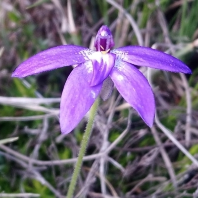 Glossodia major (Wax Lip Orchid) at Mount Taylor - 1 Oct 2020 by RosemaryRoth