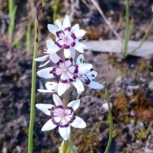 Wurmbea dioica subsp. dioica at Kambah, ACT - 1 Oct 2020