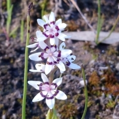 Wurmbea dioica subsp. dioica (Early Nancy) at Kambah, ACT - 1 Oct 2020 by RosemaryRoth