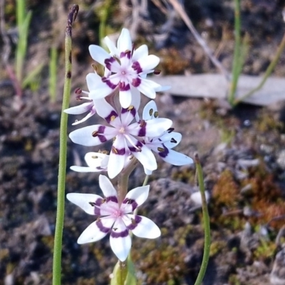 Wurmbea dioica subsp. dioica (Early Nancy) at Kambah, ACT - 1 Oct 2020 by RosemaryRoth