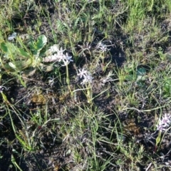 Wurmbea dioica subsp. dioica at Kambah, ACT - 1 Oct 2020