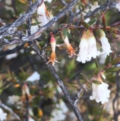 Leucopogon fletcheri subsp. brevisepalus (Twin Flower Beard-Heath) at Burra, NSW - 2 Oct 2020 by JaneR